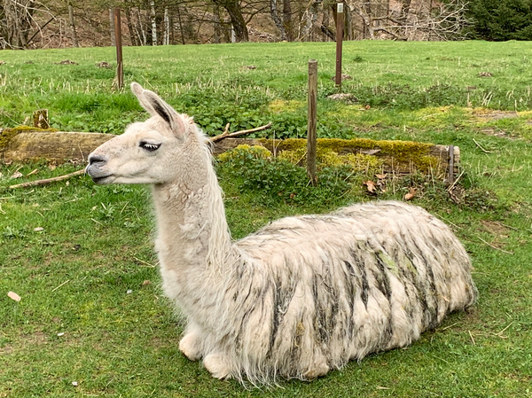 Bild von einem Lama